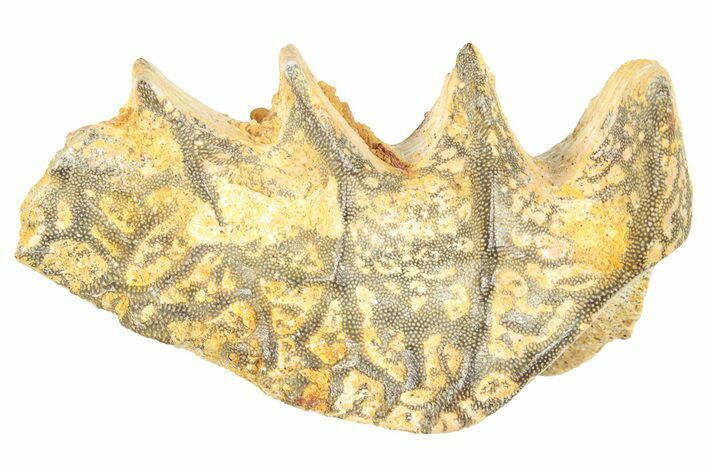 Cretaceous Lungfish (Ceratodus) Tooth Plate - Morocco #285283